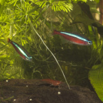 Cardinal Tetra (Paracheirodon axelrodi)