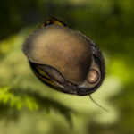 Zebra Nerite Snail (Neritina zebra).
