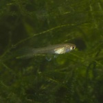 Juvenile Guppy (Poecilia reticulata).