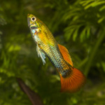 Male Guppy (Poecilia reticulata).