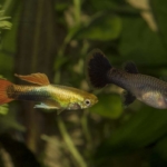 Male (L) and female (R) Guppy (Poecilia reticulata).