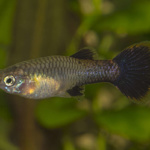 Female Guppy (Poecilia reticulata).