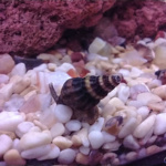 Assassin Snail (Anentome helena)