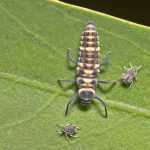 Unknown Ladybird larvae